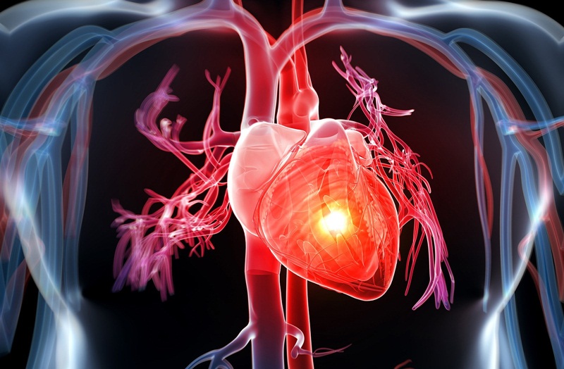Các hoạt chất chống oxy có trong lựu sẽ giúp bạn giảm các nguy cơ mắc bệnh tim mạch