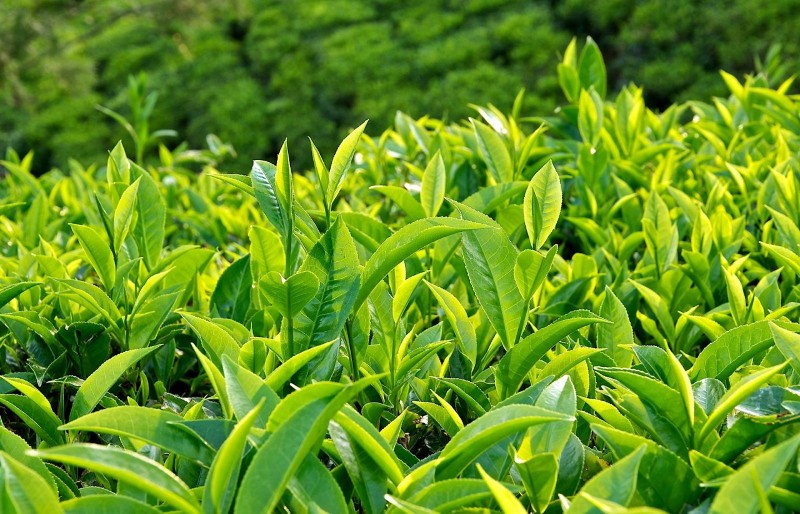 Trong lá trà xanh chứa nhiều Quercetin, hỗ trợ rất tốt cho người bị chàm môi